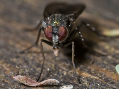 Diaphorus