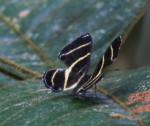 Baeotis prima