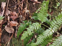 Dryopteris erythrosora