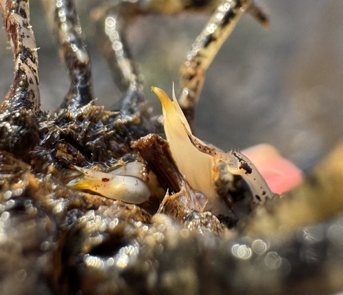 Spinycheek Crayfish, photo 6 of 7