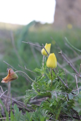 Anemone biflora