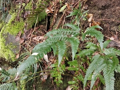 Arachniodes simplicior