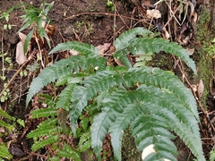 Arachniodes simplicior