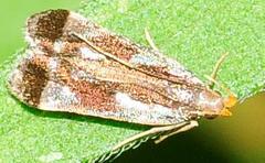 Dichomeris ochripalpella