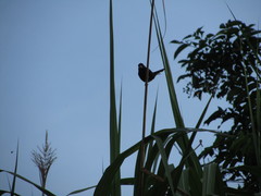 Cyanoloxia cyanoides