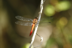 Orthemis biolleyi