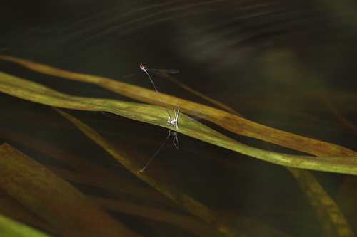 Scarlet-backed Threadtail