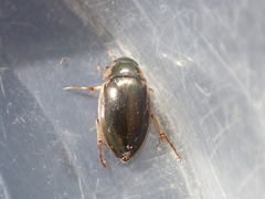 Tropisternus lateralis