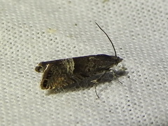 Sereda tautana