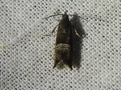 Sereda tautana