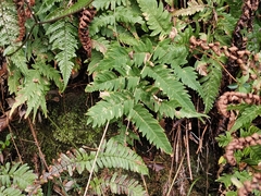 Dryopteris lacera