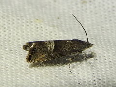 Sereda tautana