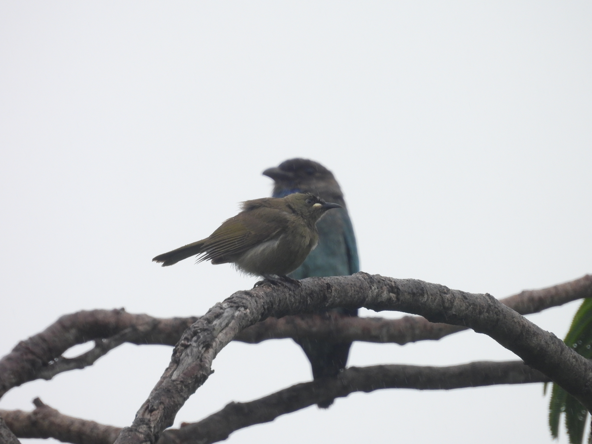 White-gaped Honeyeater (Stomiopera unicolor), photo 3