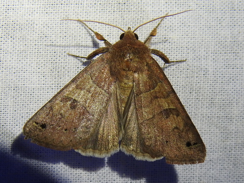 Black-dotted Brown photo 3
