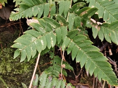 Dryopteris lacera