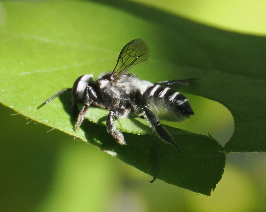 Megachile luctifera