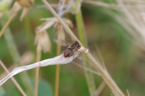 Unknown species found near Alta Vicente Reserve, 30940 Hawthorne Blvd, Rancho Palos Verdes, CA 90275, USA