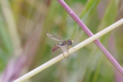 Unknown species found near Alta Vicente Reserve, 30940 Hawthorne Blvd, Rancho Palos Verdes, CA 90275, USA