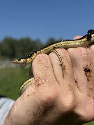 iNaturalist observation photo of Valley Garter Snake
