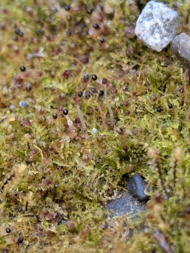 Red Flapwort (Jungermannia rubra)