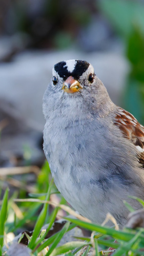 White-crowned Sparrow photographed in Kentucky