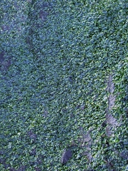 Prasiola meridionalis