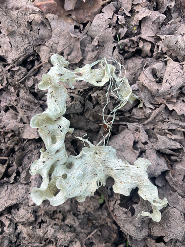 iNaturalist observation photo of bushy lichens