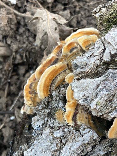 iNaturalist observation photo of hairy curtain crust