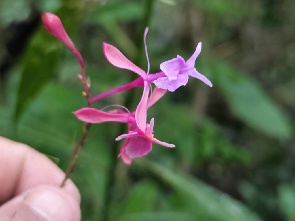 Epidendrum capricornu Kraenzl. 3