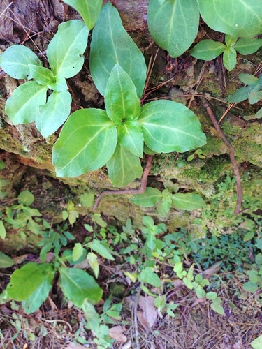 Swertia shintenensis, photograph 3