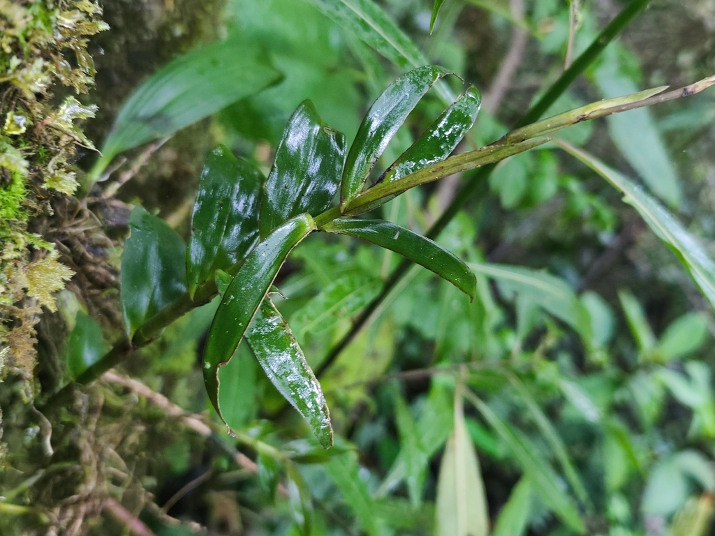 Epidendrum capricornu Kraenzl. 4