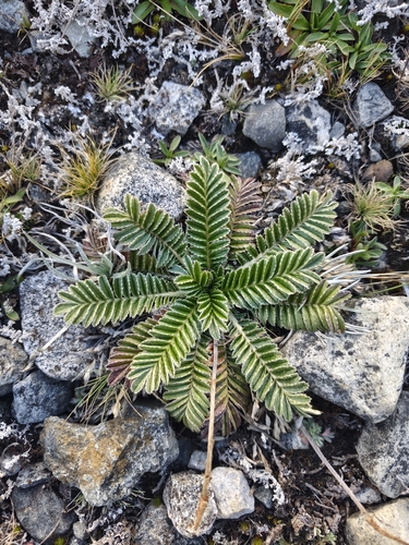 Acaena cylindristachya