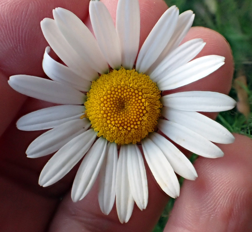 Oxeye Daisy (Leucanthemum ircutianum)
