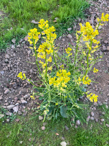iNaturalist observation photo of American yellowrocket