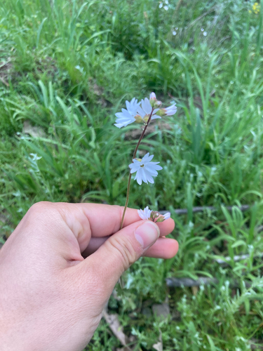 iNaturalist observation photo of San Francisco woodland-star