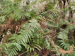 Diplopterygium glaucum