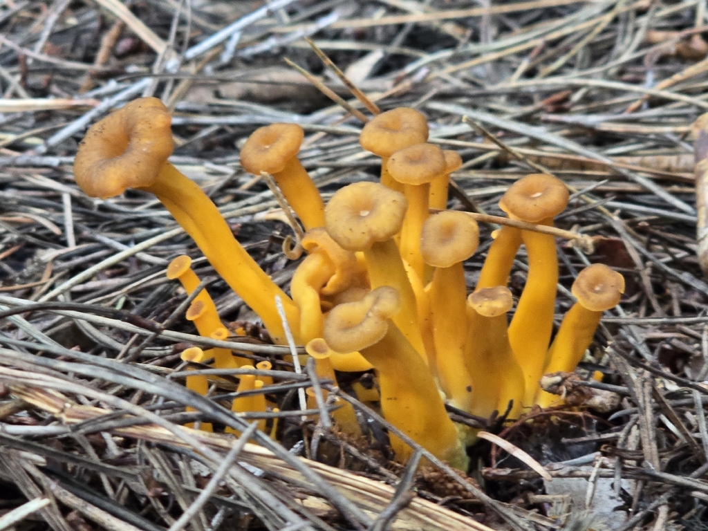 Craterellus tubaeformis · March 2026 · photo: © alan_rockefeller (iNaturalist, cc-by-sa)