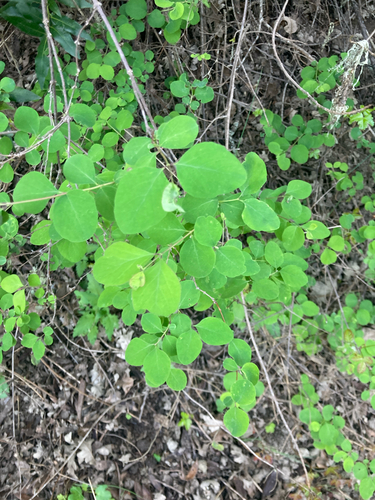 iNaturalist observation photo of Common Snowberry