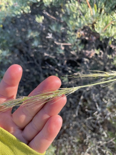 San Diego needle grass (Thorneochloa diegoensis)