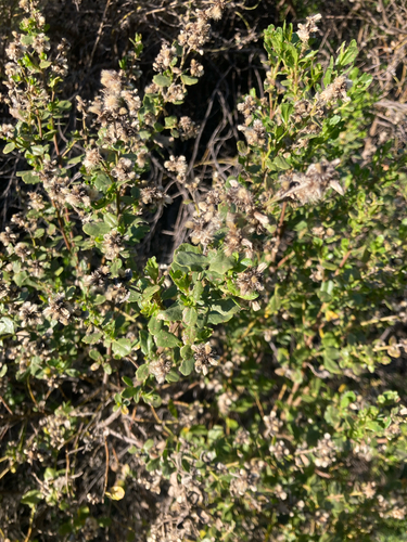 iNaturalist observation photo of coyote brush