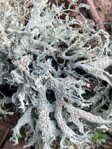 iNaturalist observation photo of Oakmoss