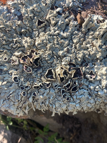 iNaturalist observation photo of Cumberland Rock Shield