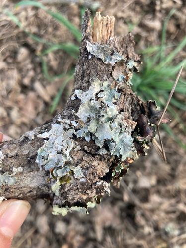 iNaturalist observation photo of typical shield lichens