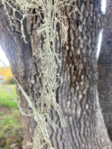 iNaturalist observation photo of lace lichen