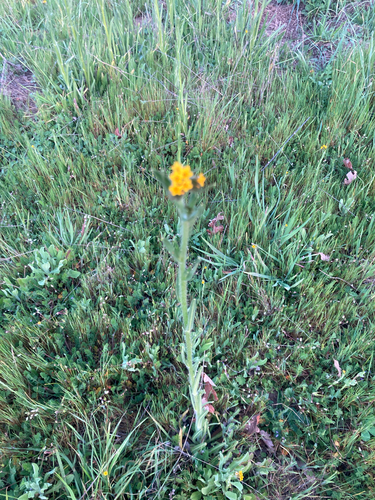 iNaturalist observation photo of Common Fiddleneck