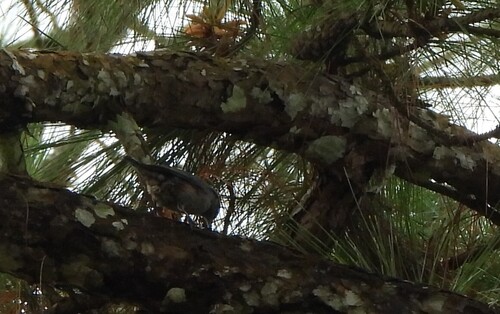 Chestnut-vented Nuthatch (Sitta nagaensis), photo 5