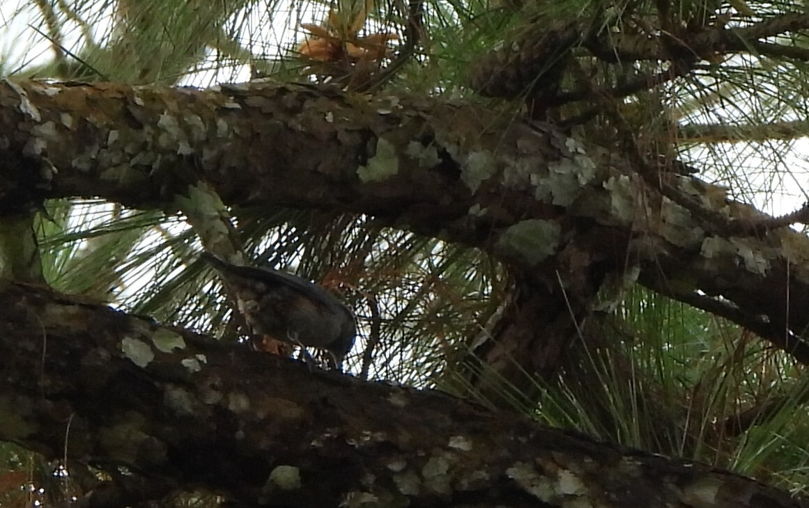 Chestnut-vented Nuthatch (Sitta nagaensis), photo 9