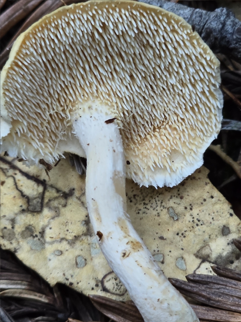 Hydnum oregonense