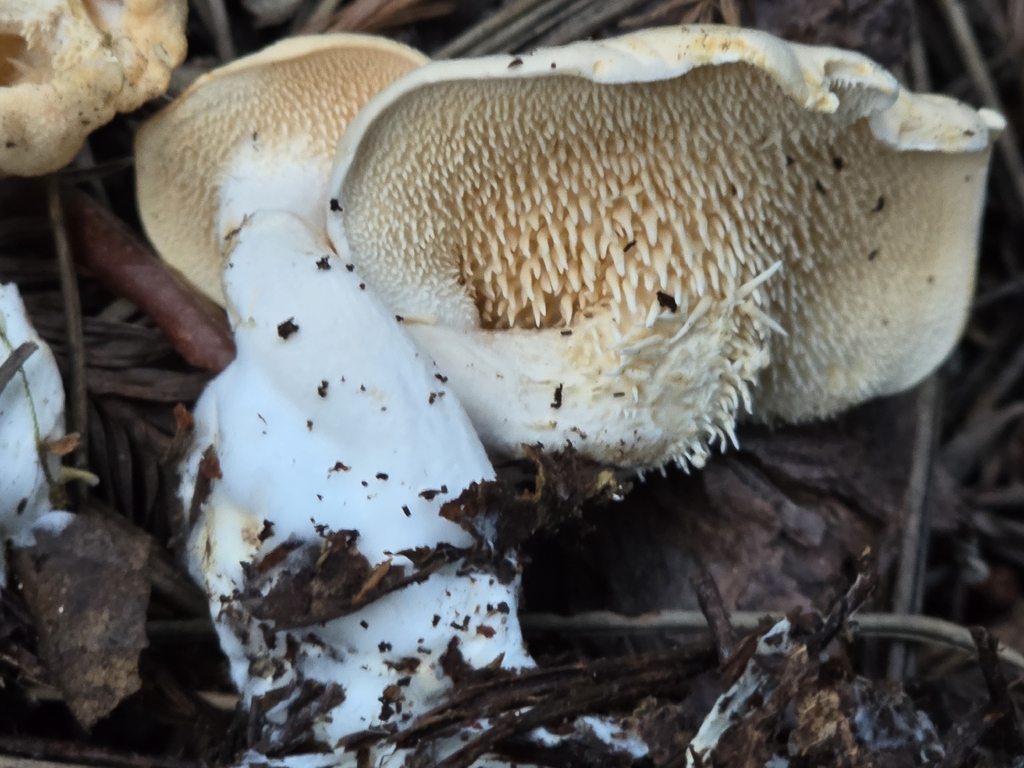 Hydnum oregonense · March 2026 · photo: © alan_rockefeller (iNaturalist, cc-by-sa)