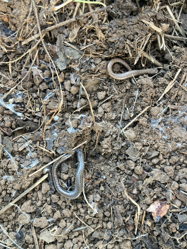 iNaturalist observation photo of California Slender Salamander